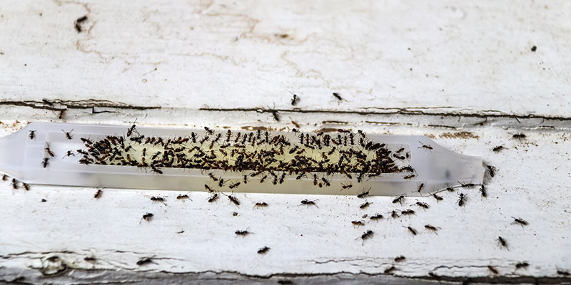 Ant Control Methods to Try