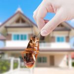 Cockroach Control in Knoxville, TN