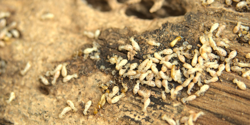 About True Blue Termite and Pest Control in Knoxville, Tennessee