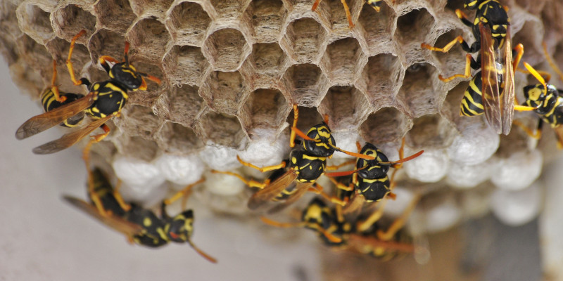 Wasp Control in Knoxville, Tennessee